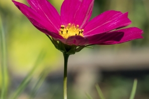 Blüten