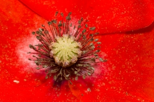 Flora
