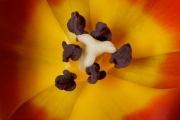 Rotblühende Tulpe