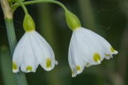 Sommer-Knotenblume