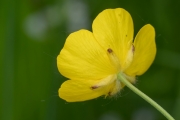 Scharfer Hahnenfuß