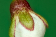 Schlehdorn
