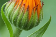 Ringelblume