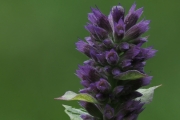 Ostasiatischer Riesenysop (Agastache rugosa(Fisch. & C.A.Mey.)
