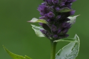 Ostasiatischer Riesenysop (Agastache rugosa(Fisch. & C.A.Mey.) Kuntze) Blütenknospen (Stack 55)