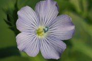 Gemeiner Lein (Linum usitatissimum L.) Blüte frontal (Stack 29)