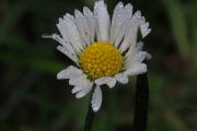 Gänseblümchen