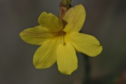 Winter-Jasmin