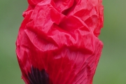 Klatschmohn