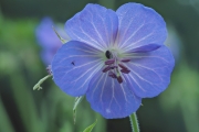 Wiesenstorchschnabel