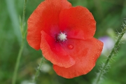 Klatschmohn