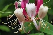 Wald-Geißblatt