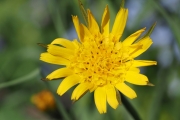 Wiesen-Bocksbart