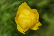 Trollblume