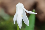 Zweiblättriger Blaustern