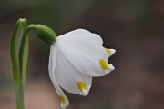 Frühlingsknotenblume (Märzenbecher)