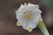 Frühlingsknotenblume (Märzenbecher)