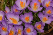 Frühlingskrokusse