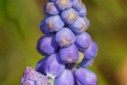 Kleine Traubenhyazinthe