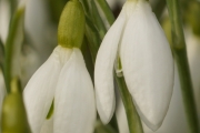 Kleines Schneeglöckchen