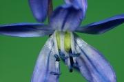 Zweibläätriger Blaustern