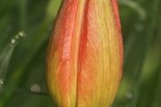 Rote Zwerg-Wildtulpe