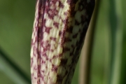 Schachblume