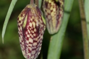 Schachblume
