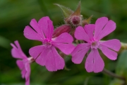 Rote Lichtnelke