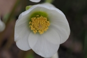 Schneerose