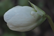 Schneerose
