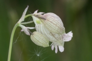 Taubenkropf-Leimkraut