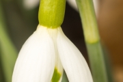 Kleines Schneeglöckchen