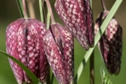 Schachblume