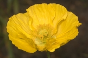 Islandmohn