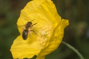 Wald-Scheinmohn