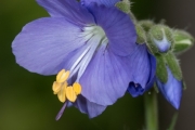 Blaue Himmelsleiter