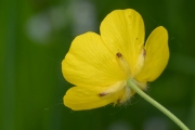 Scharfer Hahnenfuß
