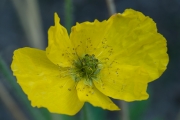 Islandmohn