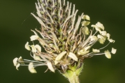 Spitzwegerich