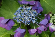 Großblütige Hortensie