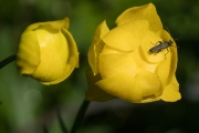 Trollblume