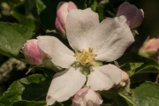 Apfel (Malus spec.) Blüte