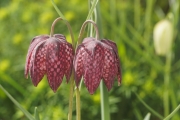 Schachblume
