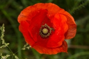 Klatschmohn