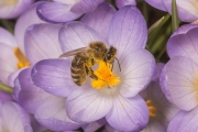 Krokus mit Honigbiene