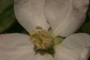 Apfel (Malus spec.) Blüte