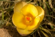 Krokus