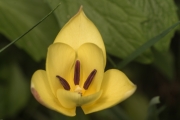 Gelbe Wildtulpe