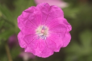 Blutroter Storchschnabel